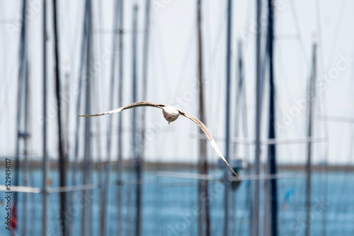 seagull in flight