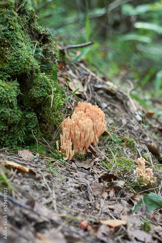 Mushroom Ramaria flava in the forest close-up