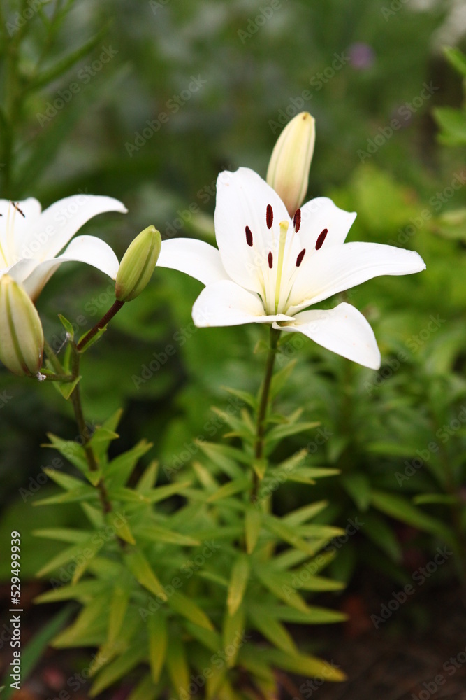 White Lily flower on green leaves background. Lilium longiflorum flowers field. Garden with lily flowers. Background texture plant fire lily with red buds, closeup in the sunny day. Zoom out view. White Lily flower on green leaves background. Lilium longiflorum flowers field. Garden with lily flowers. Background texture plant fire lily with red buds, closeup in the sunny day. Zoom out view.