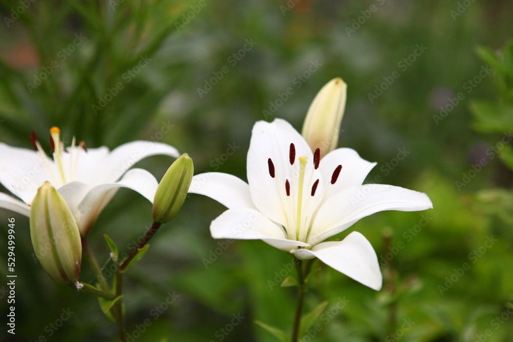 Fototapeta premium White Lily flower on green leaves background. Lilium longiflorum flowers field. Garden with lily flowers. Background texture plant fire lily with red buds, closeup in the sunny day. Zoom out view.
