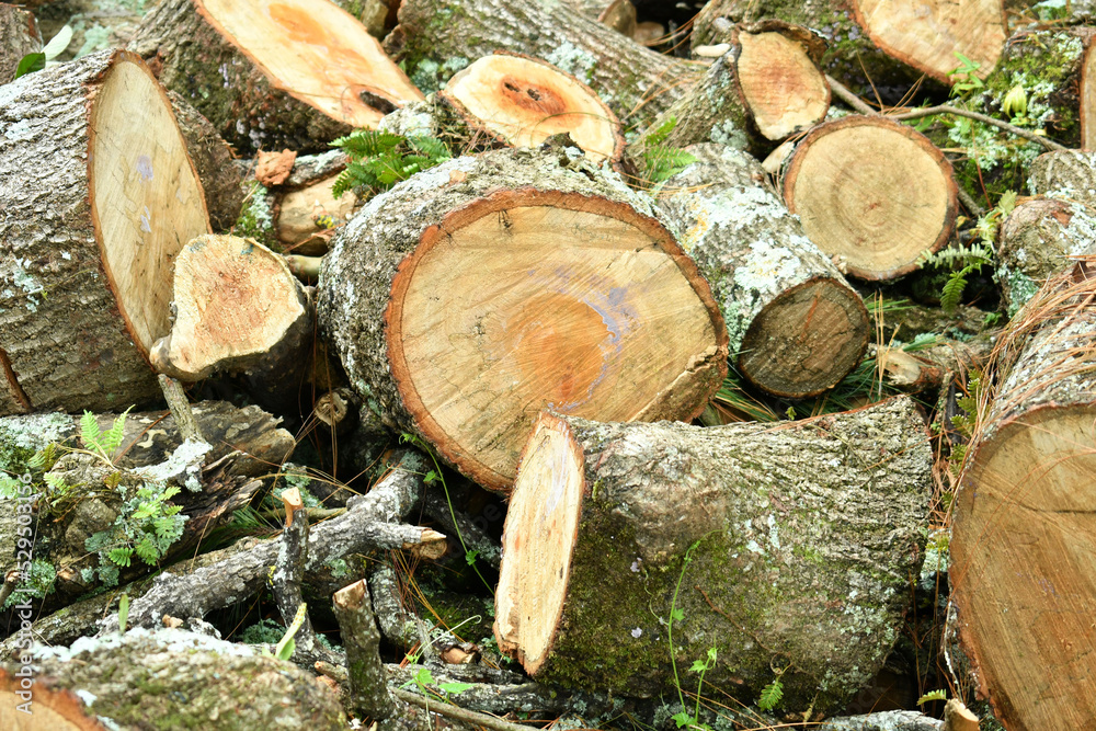 Troncos de Arboles cortados. Concepto de proteccion ambiental, cuidado de bosques y recursos naturales. Troncos de Arboles cortados. Concepto de proteccion ambiental, cuidado de bosques y recursos naturales.