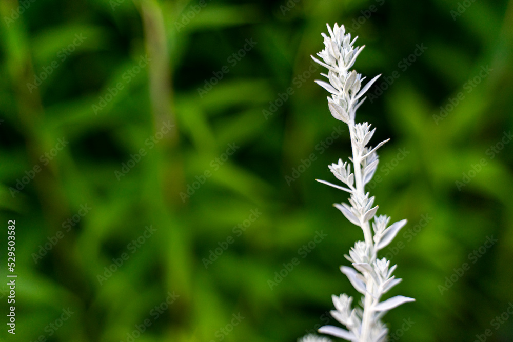 Artemisia ludoviciana copy spase. Vegetable background macro texture Photo of good quality Artemisia ludoviciana copy spase. Vegetable background macro texture Photo of good quality