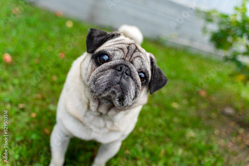 An old pug looking at the top in a green meadow. Good quality photos