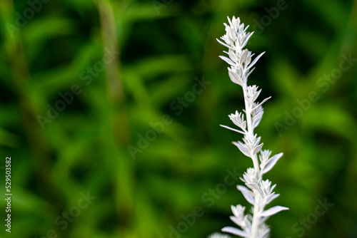 Artemisia ludoviciana copy spase. Vegetable background macro texture Photo of good quality