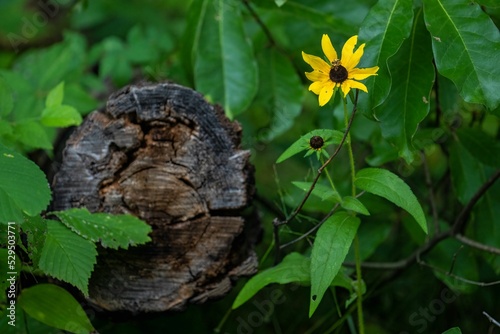 Closeup shot of a black-eyed Susan flower growing next to an old tree stump in the garden photo