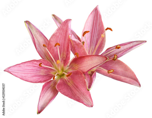 Two coral lily flowers isolated on white