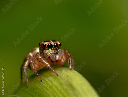 Jumping Spider  © Jorge