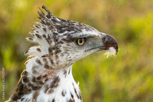 Potrait of Martial Eagle - Polemaetus bellicosus with yellow background. Picture form Masai Mara National Reserve in Kenya.	 photo