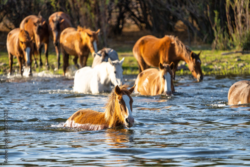 Herd of wild horses in a river. 