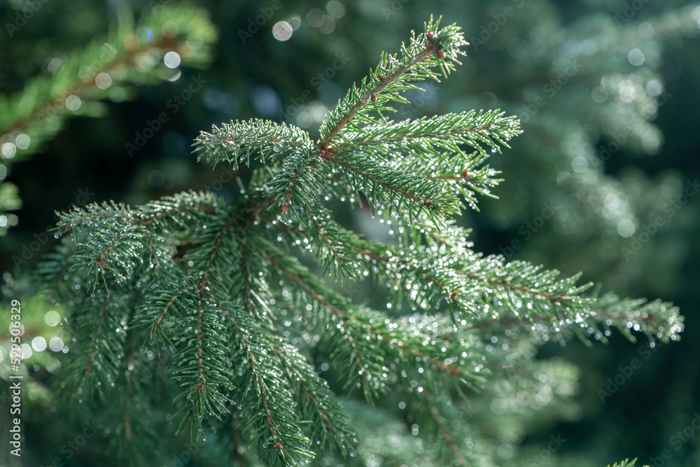 Christmas tree branches with dew drops close up