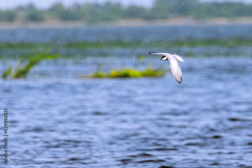 Whiskered tern flying over a lake Whiskered tern flying over a lake
