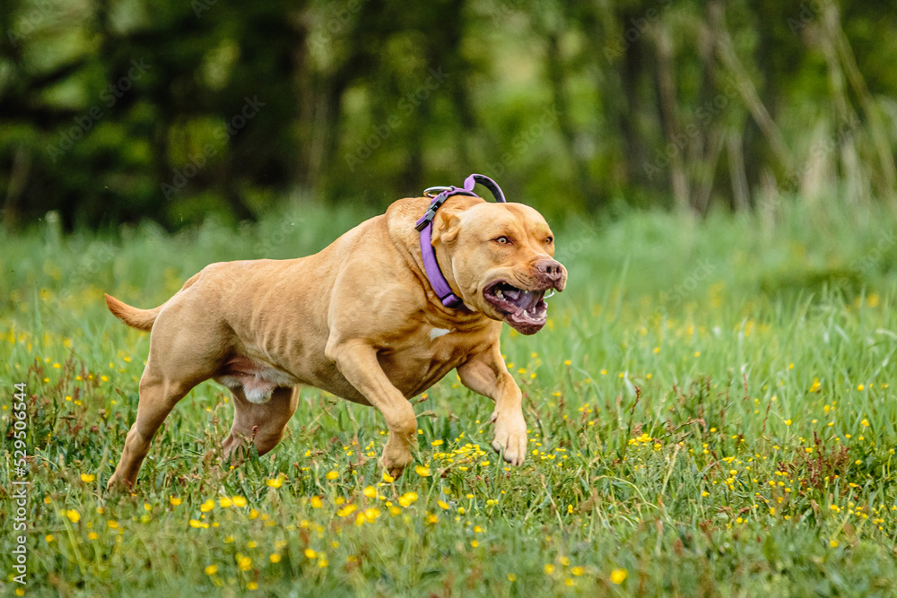 Pit Bull Terrier running fast and chasing lure across green field at dog racing competion