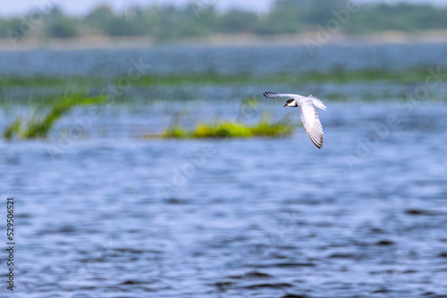 Whiskered tern flying over a lake © YK