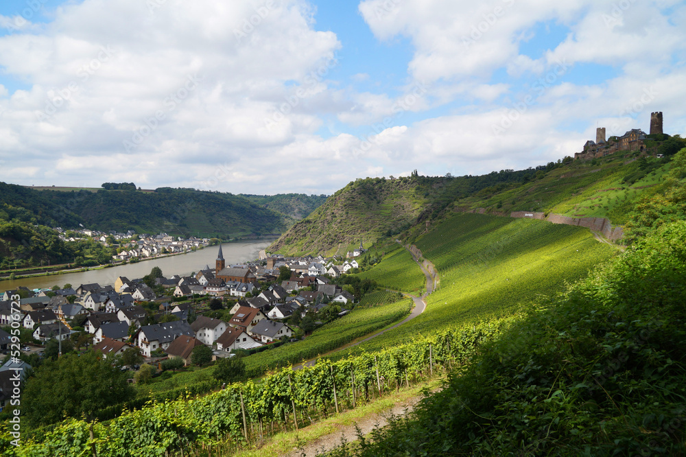 a beautiful vineyard with Thurant castle on the hill in the background (Alken on the river Moselle, Germany)	