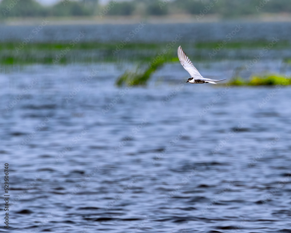 A Whiskered tern flying over a lake