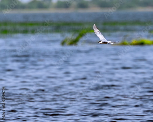 A Whiskered tern flying over a lake