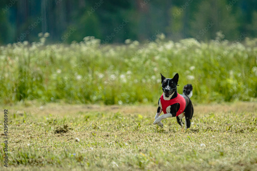 Basenji dog in red shirt running and chasing lure in the field on coursing competition
