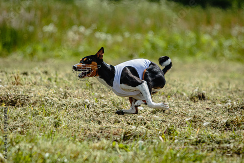 Fototapeta Naklejka Na Ścianę i Meble -  Basenji dog in white shirt running and chasing lure in the field on coursing competition