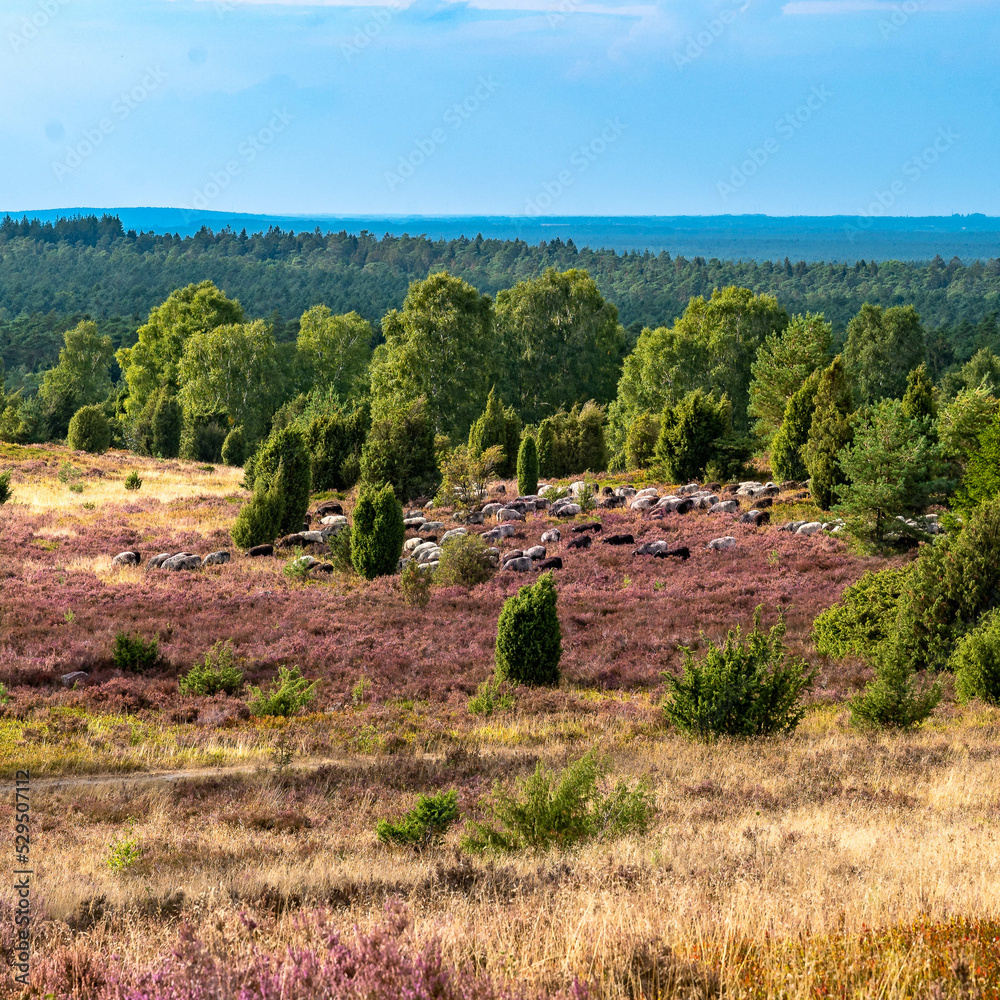 Lüneburger Heide