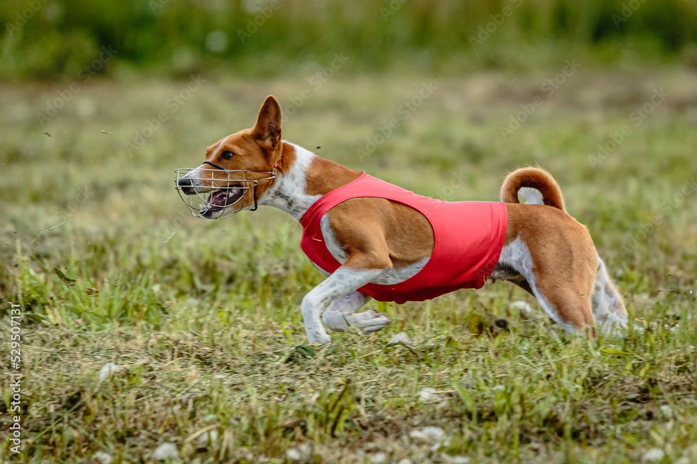 Basenji dog in red shirt running and chasing lure in the field on coursing competition