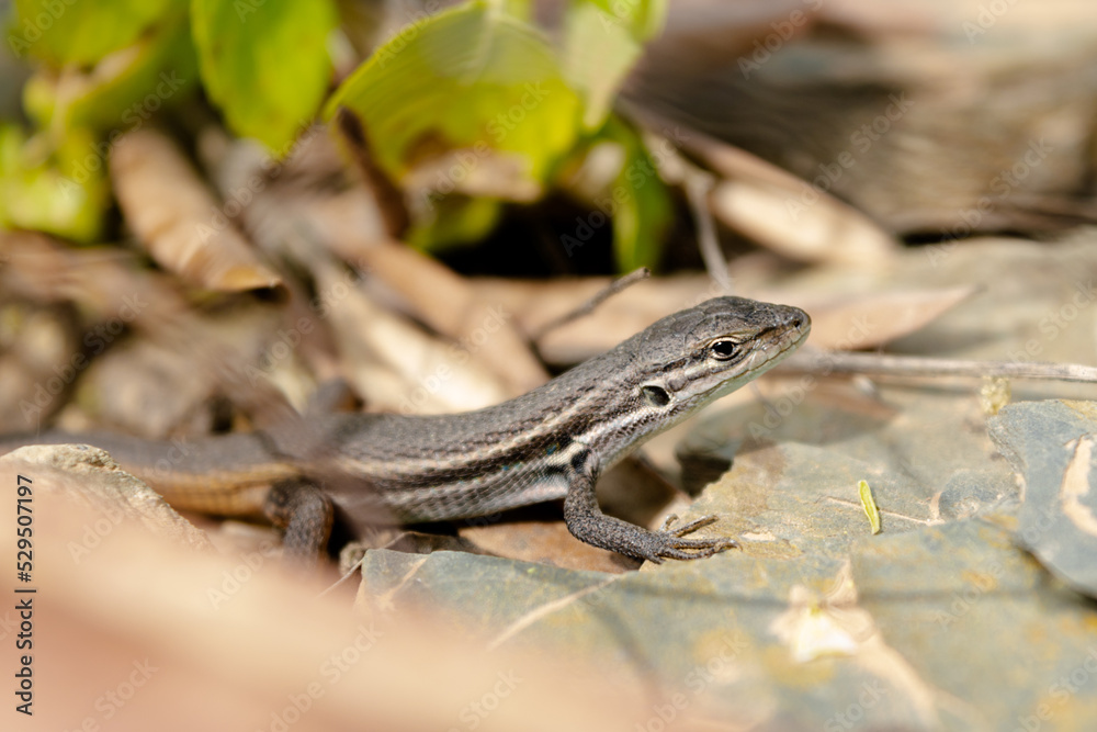 Lagartija Colilarga (Psammodromus algirus) Lagartija Colilarga (Psammodromus algirus)