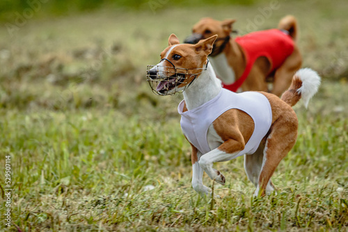 Basenji dogs in red and white shirts running and chasing lure in the field on coursing competition