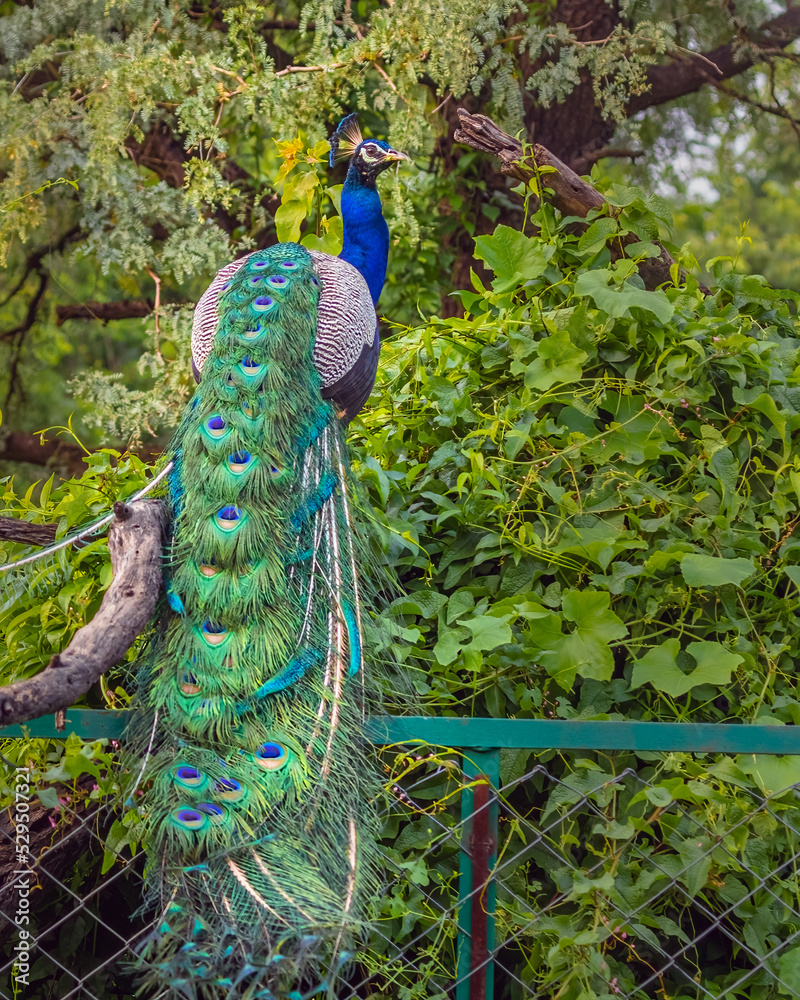 Obraz premium A Peacock resting on a fence