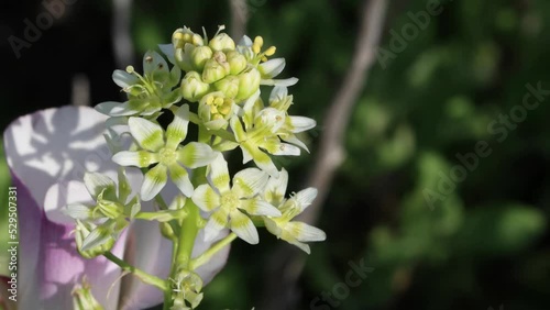 White flowering terminal indeterminate raceme inflorescence of Toxicoscordion Fremontii, Melanthiaceae, native perennial monoclinous deciduous herb in the Santa Monica Mountains, Springtime. photo