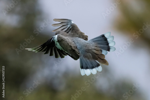 White-Winged Dove (Zenaida asiatica) in Flight © Jim