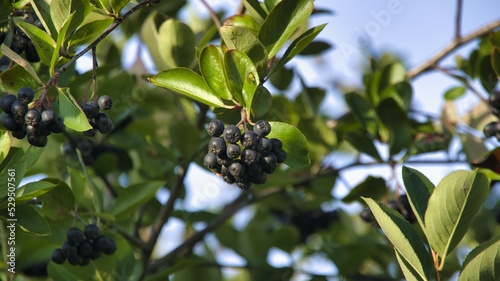 Aronia to nie tylko atrakcyjny krzew owocowy, ale też ciekawa roślina ozdobna. Jej zielone liście jesienią przebarwiają się na piękny, intensywnie pomarańczowo-czerwony kolor