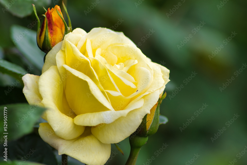żółta róża jest symbolem przyjaźni, radości i ciepła. Na Dalekim Wschodzie żółta róża symbolizuje mądrość i siłę - obrazy, fototapety, plakaty 