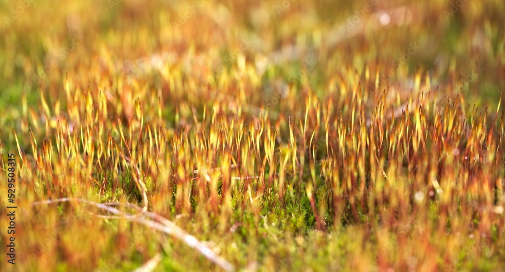 Close up young sporophytes densely growing out of moss. Close up young sporophytes densely growing out of moss.