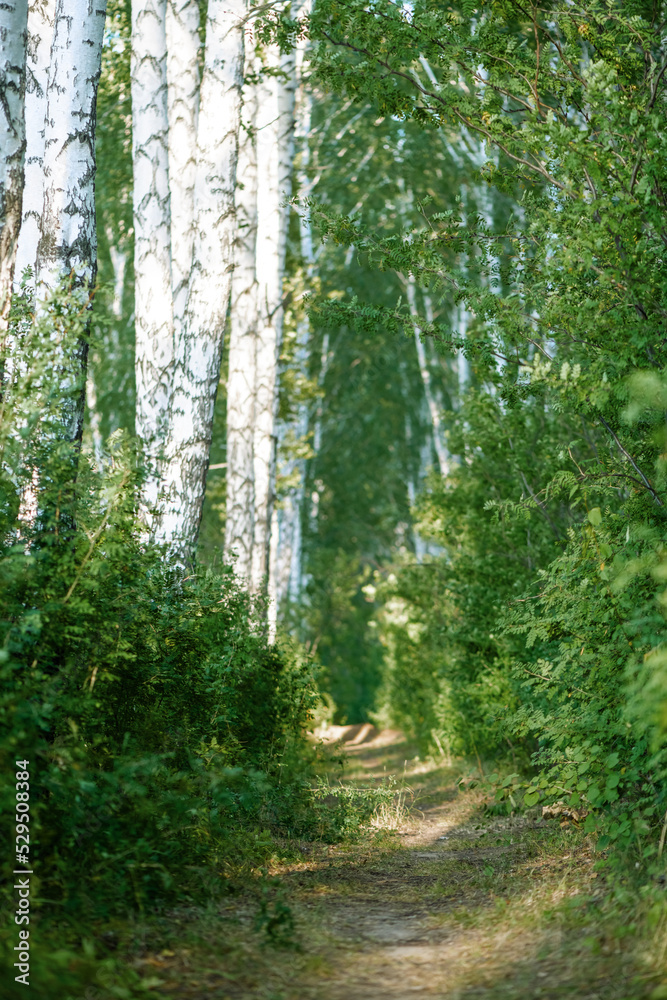 Obraz premium beautiful path in the forest. Birch