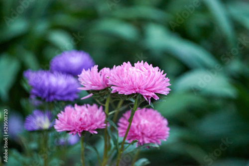 Asters are blooming in September