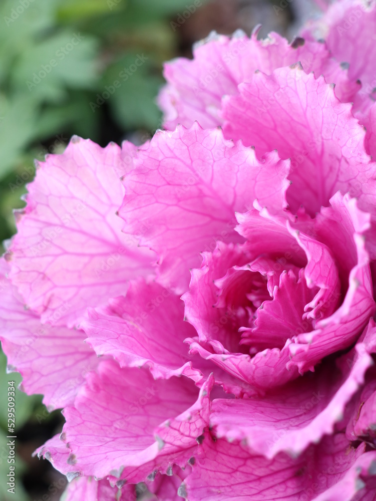 Close up of pink decorative cabbage in garden as floriculture collection Close up of pink decorative cabbage in garden as floriculture collection