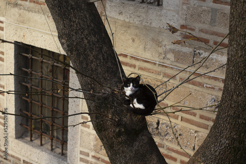 stray cat on a tree