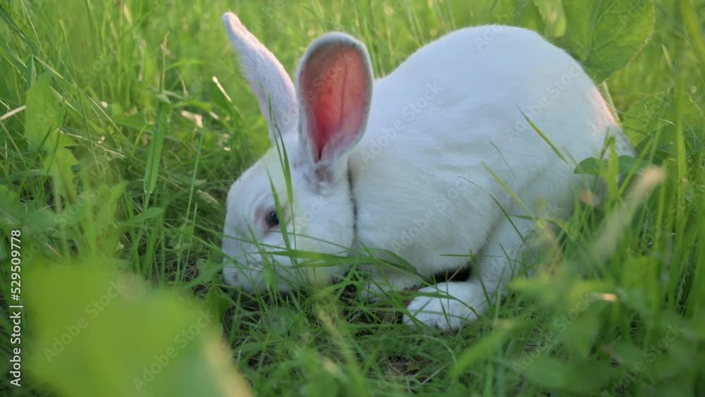White rabbit eats grass and digs the ground with its paws