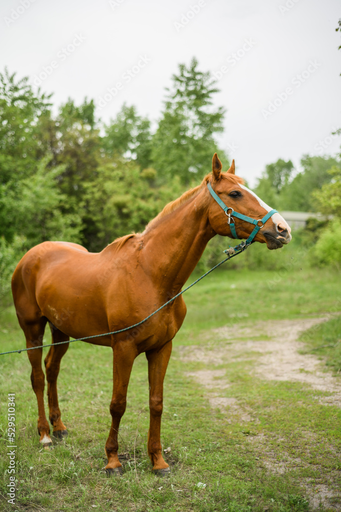 A horse grazes in the woods. Beautiful mane and color of the horse. Grazing a herd in the summer. A horse grazes in the woods. Beautiful mane and color of the horse. Grazing a herd in the summer.