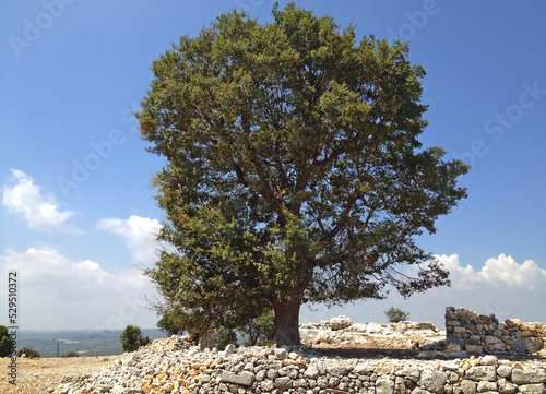 An old kermes oak (Quercus coccifera) tree on a stony slope on Taurus Mountains