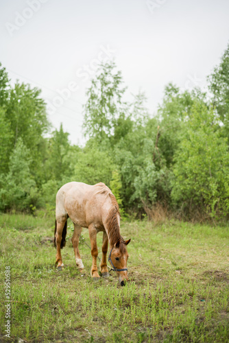 A horse grazes in the woods. Beautiful mane and color of the horse. Grazing a herd in the summer.