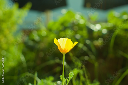 Yellow flower