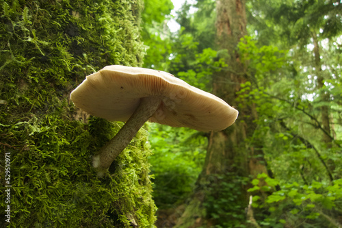 Mushroom on a tree