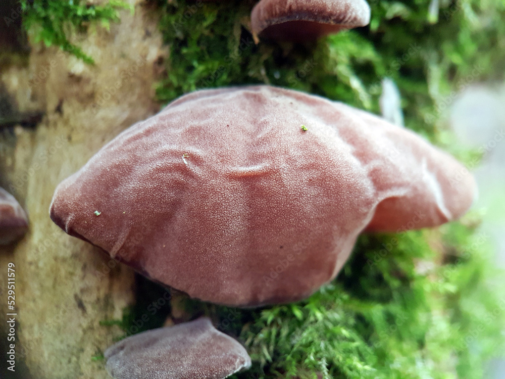 Jelly ear mushroom on tree