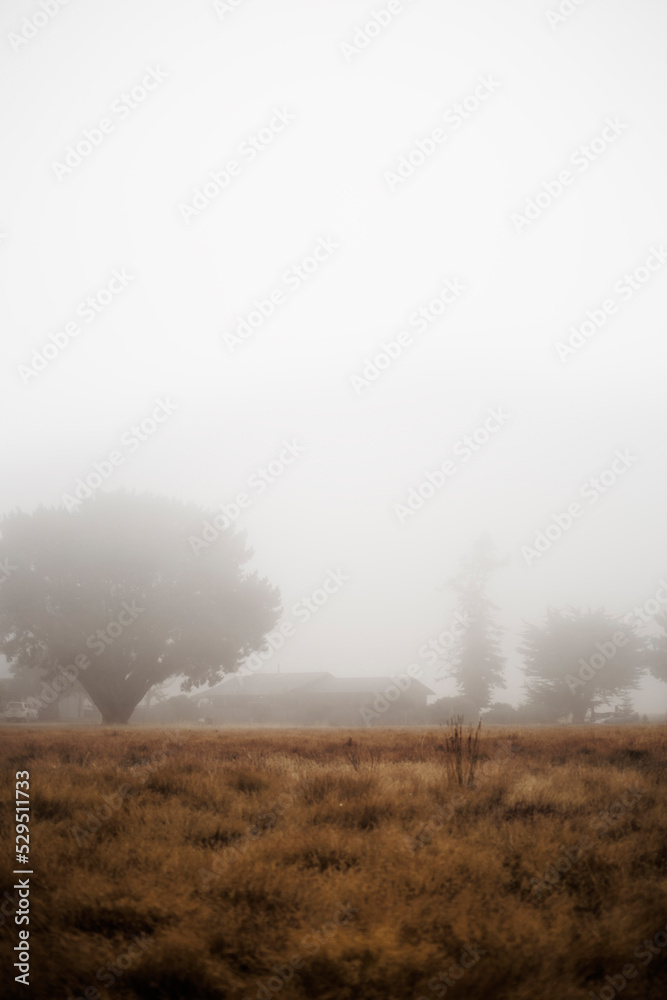 Silhouette of a house, located among the trees on a day of very thick fog. Silhouette of a house, located among the trees on a day of very thick fog.