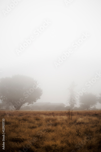 Silhouette of a house, located among the trees on a day of very thick fog.