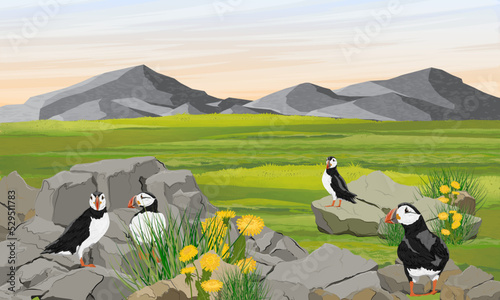 A flock of Atlantic puffins in a valley by the ocean. Scandinavian bird Fratercula arctica or common puffin. Realistic vector landscape