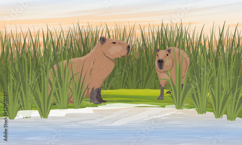 A pair capybaras on the bank of the pond. Shore of a pond with tall grass. Rodents of South America. Realistic vector landscape