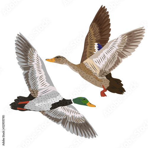 Drake and mallard duck are flying. wild water birds. realistic vector animal