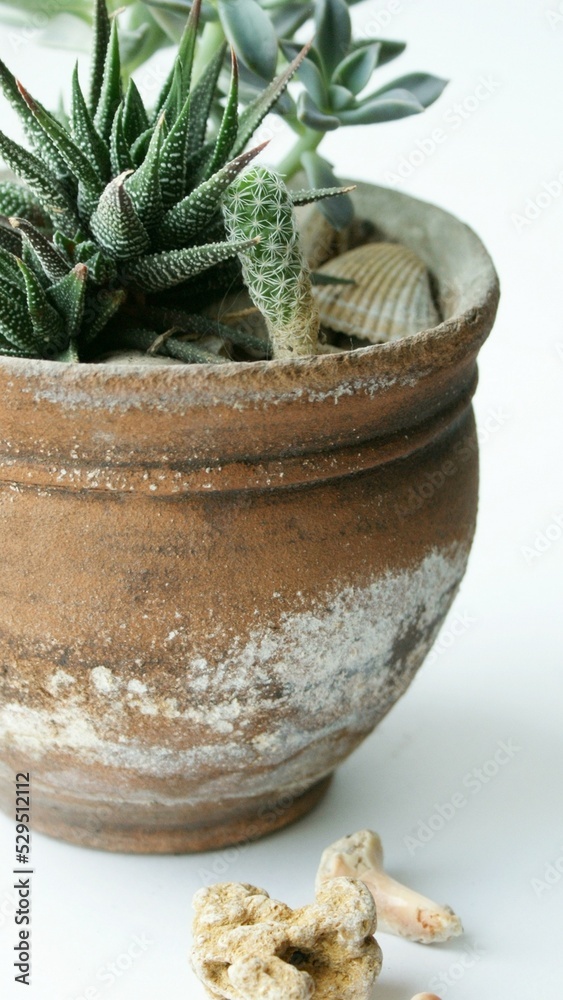 Composition in the interior. Background photo.Succulent, stone flower, green indoor plant in a clay pot on a white background. Composition in the interior. Background photo.Succulent, stone flower, green indoor plant in a clay pot on a white background.