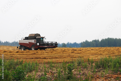The combine harvester harvests wheat in the field. Harvesting wheat. Russia. August 2022.